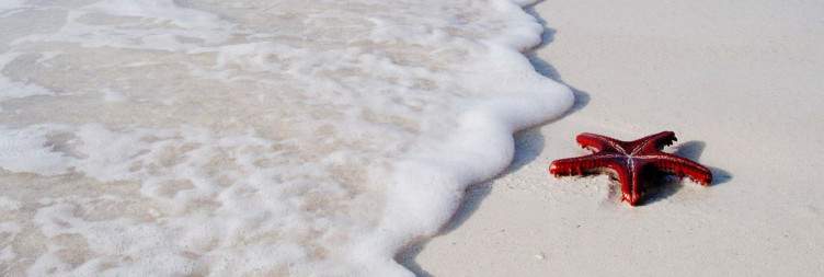 Blissful Beach Days on Zanzibar Island