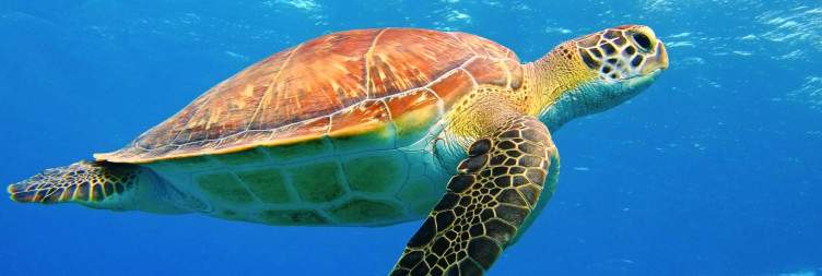 Ultimate Indulgence and Relaxation on Zanzibar Island