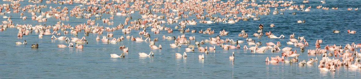4-Day Luxury Tour Lake Manyara / Serengeti / Ngorongoro