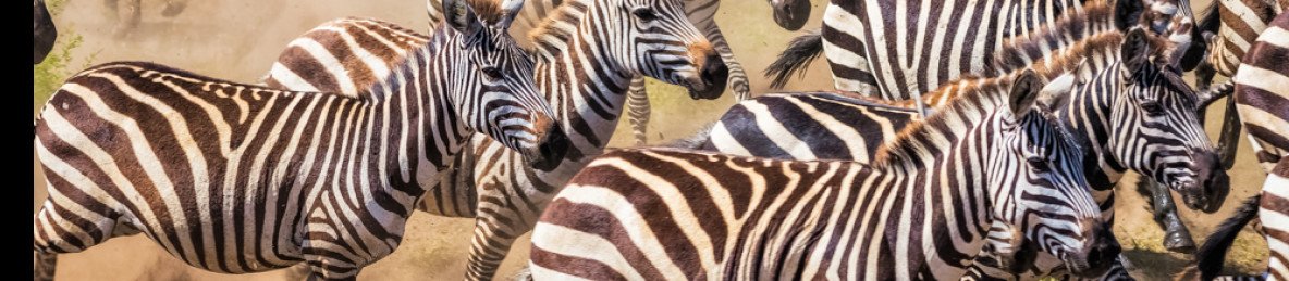 5-Day Ndutu Spectacular Migration Dec-Apr