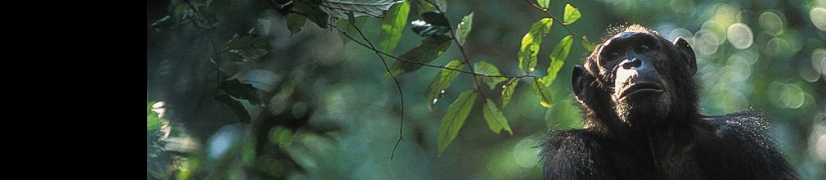 9-Day Luxury Western Tanzania Chimp Trekking and Safari