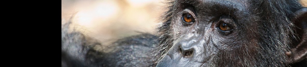 4-Day Chimpanzee Trekking