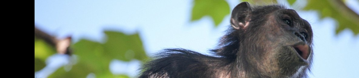4-Day Chimpanzee Trekking Adventure Gombe National Park