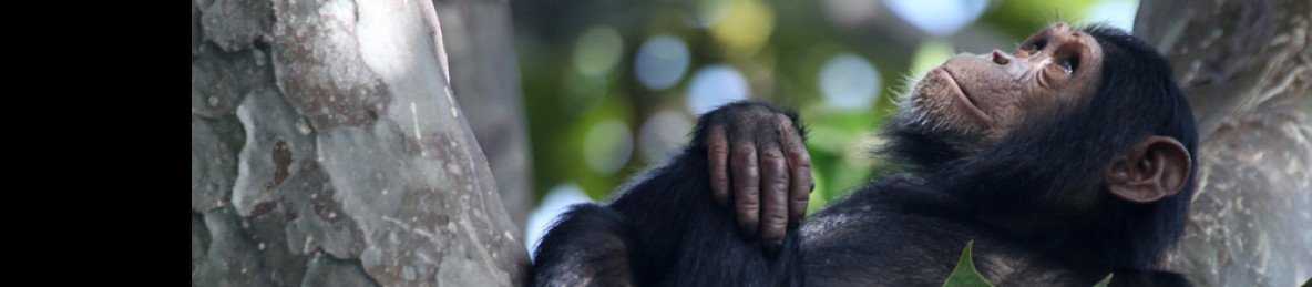 8-Day Gombe NP Chimp Trek & Culture Tour from Bujumbura
