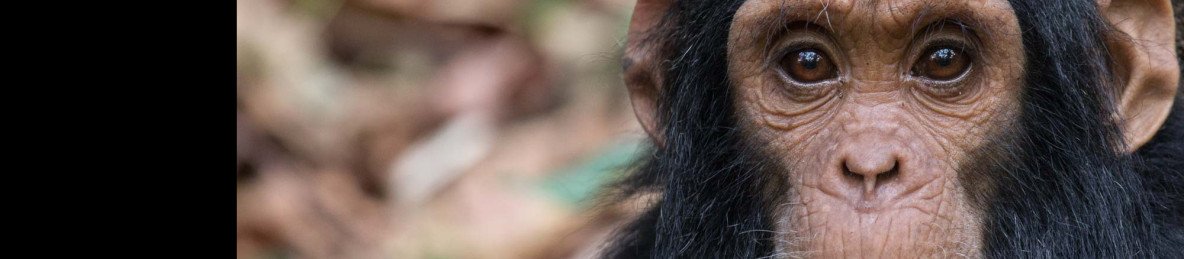 4-Day Chimpanzee Wilderness Adventure