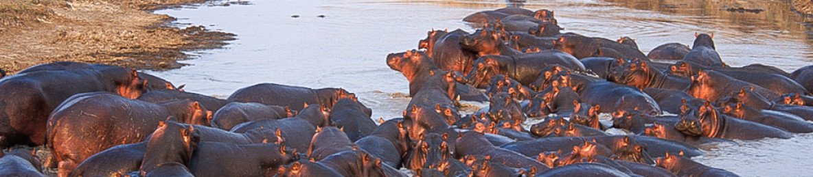 10-Day Amazing Wildlife and Zanzibar Beach Safari