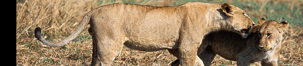 4-Day Fly-in Safari from Zanzibar - Arusha to Serengeti