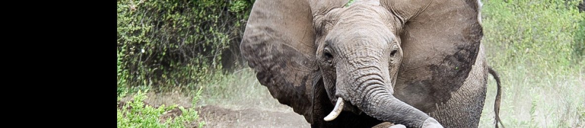 6-Day Big Five Safari, Materuni Waterfalls & Coffee Tour