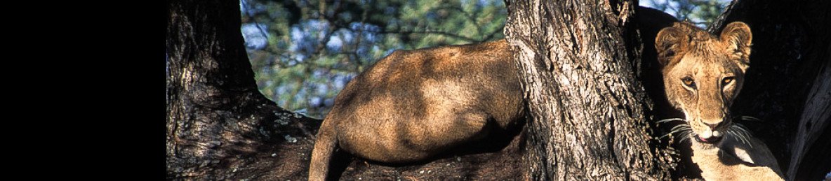 3-Day Selous (Nyerere NP) Boat & Game Drive