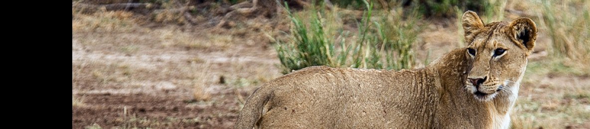 4-Day Wildebeests Migration Calving Period