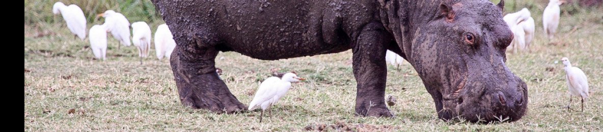 6-Day Arusha NP, Tarangire, Ngorongoro & Manyara Safari