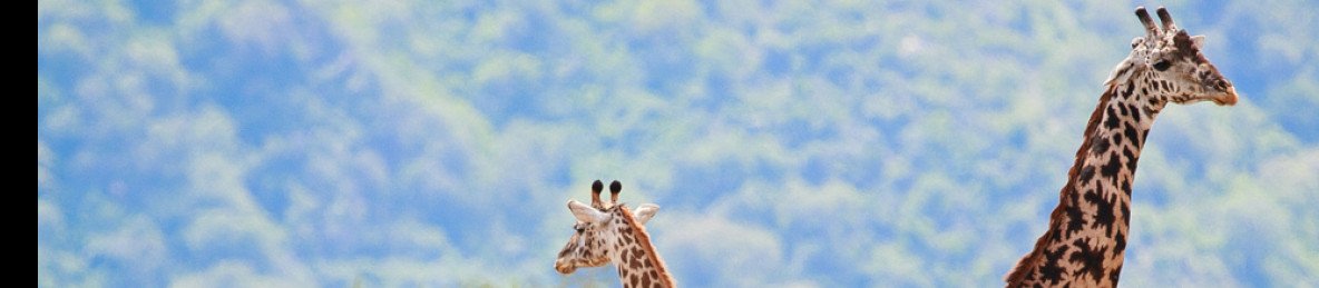 4-Day Ngorongoro, Tarangire and Materuni Comfort Safari