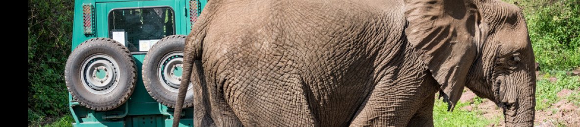 8-Day Southern Tanzania Safari (Mikumi, Nyerere, Ruaha)