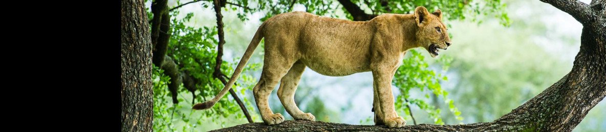 3-Day Luxury Private Safari Serengeti & Ngorongoro