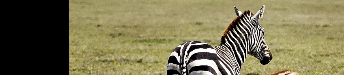 4-Day Arusha NP, Tarangire, Ngorongoro & Manyara Safari
