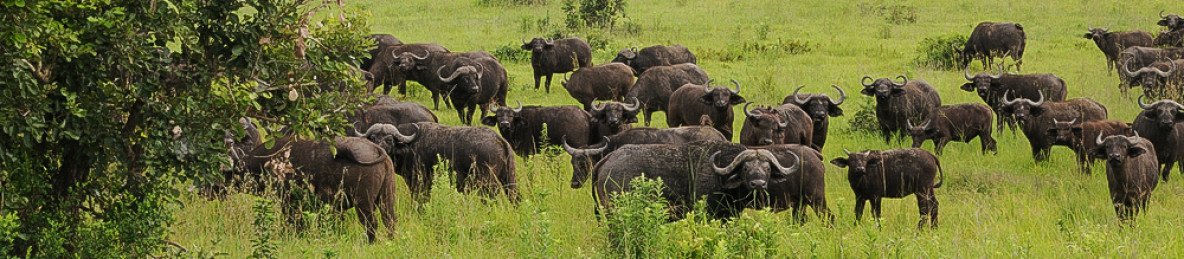 6-Day Ndutu Migration December to April
