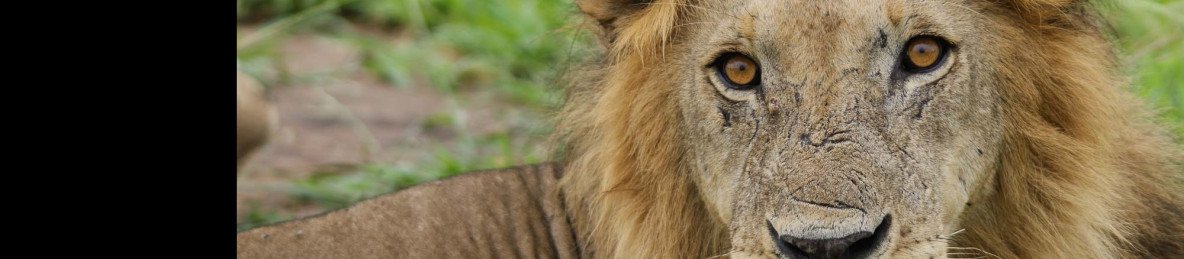 4-Day Ndutu Calving Season Safari