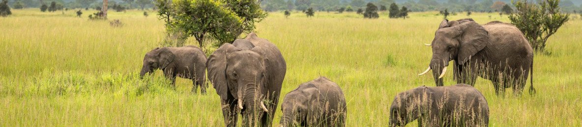 6-Day Big 5 Safari to Tarangire Serengeti and Ngorongoro