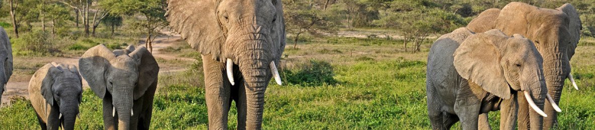 3-Day Zanzibar to Tarangire, Ngorongoro & Lake Manyara