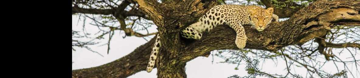 5-Day Tanzania Wilderness Safari - Mid Range Tour