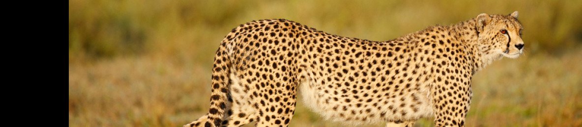 8-Day Mara River Wildebeest Migration