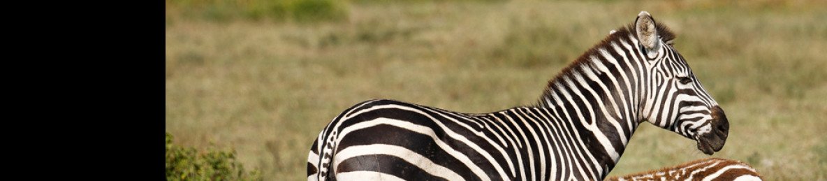 8-Day Tanzania Cultural & Safari Experience
