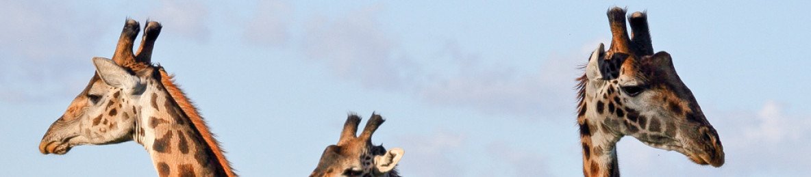 4-Day Budget Trip to Tarangire, Serengeti & Ngorongoro