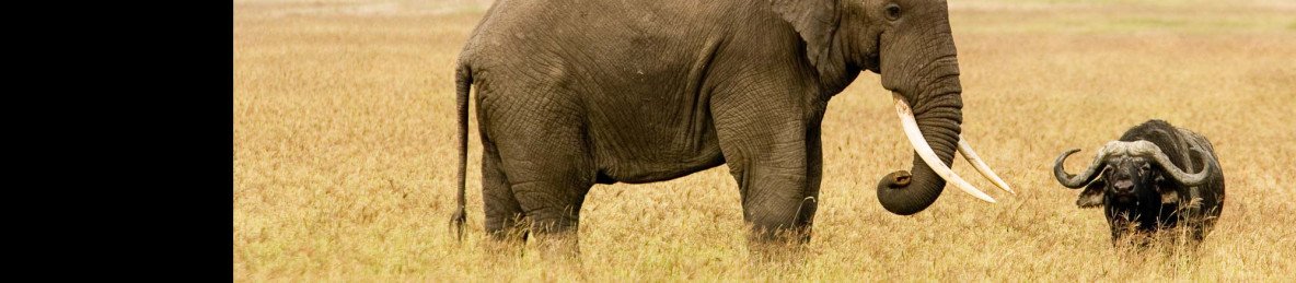 6-Day Mid-Luxury Private Wildlife Safari & Walking Tour