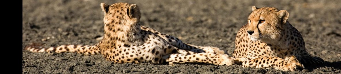 4-Day Fly in Safari to Northern Serengeti