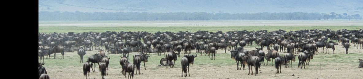 4-Day Wild Adventure in Tarangire, Serengeti, Ngorongoro