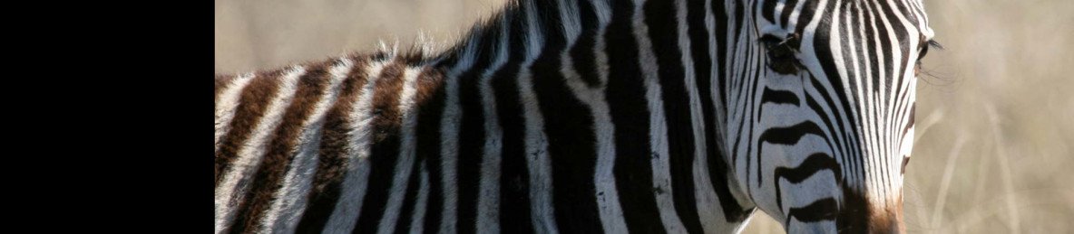 4-Day Mid-Range Wilderness Safari
