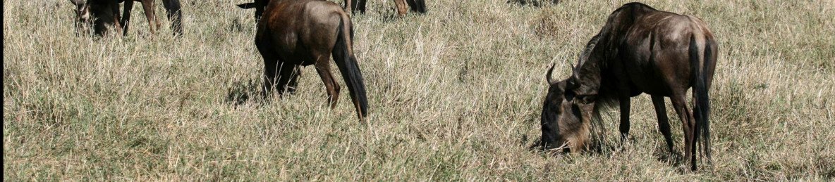 4-Day Wildebeest Calving Migration (Newborn Season)