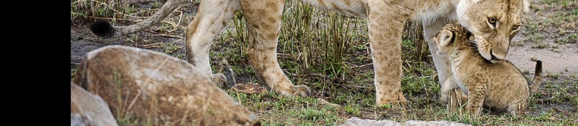 1-Day Dar Es Salaam to Mikumi National Park by Sgr Train