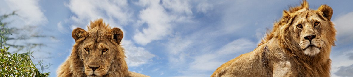 8-Day Great Migration Safari