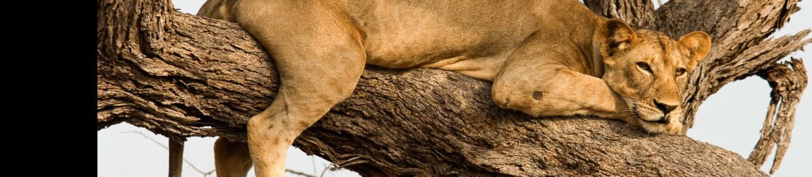 5-Day Luxury Safari All Inclusive Safari