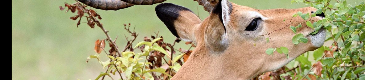 5-Day Days Ruaha National Park Safari
