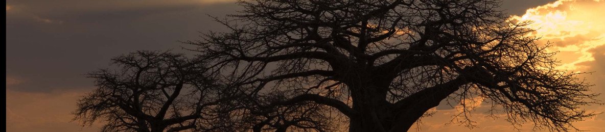 2-Day Fly-in Ruaha National Park from Zanzibar Islands