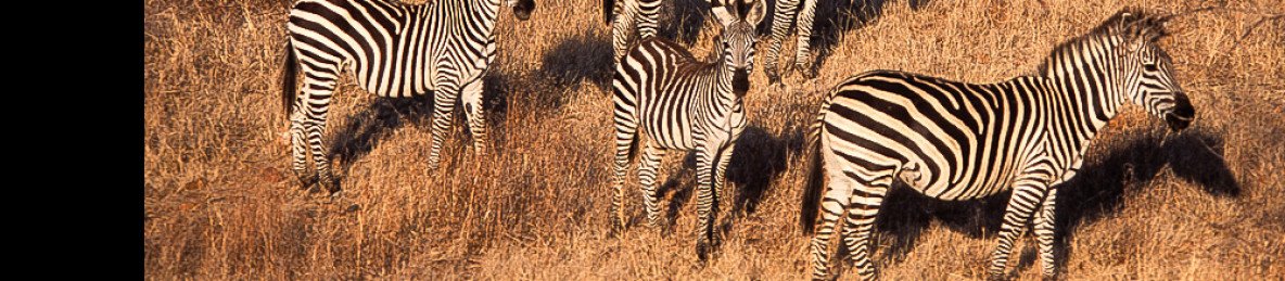 1-Day Tarangire National Park - Tour