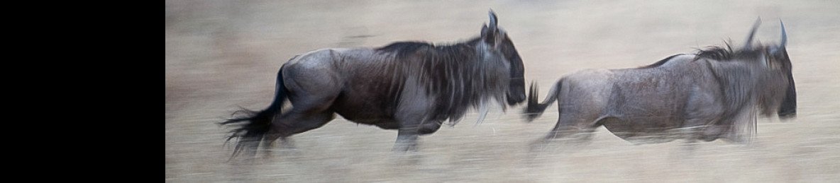 3-Day Best of Tanzania Safari - Mid Range