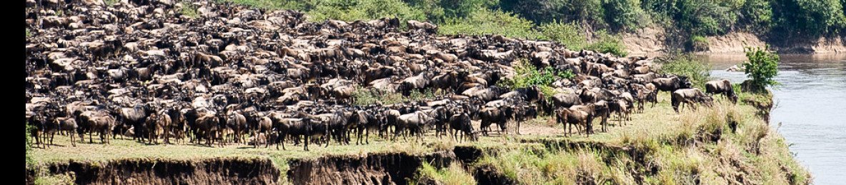7-Day Mara River Crossing Migration Safari