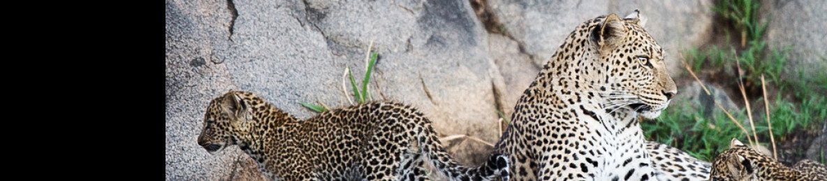 9-Day Best of Tanzania Safari plus Shira Plateau Hiking