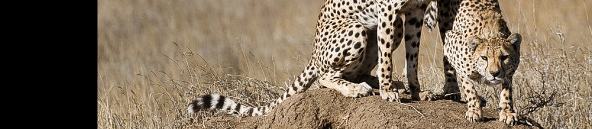 5-Day Tanzania Safari Holidays