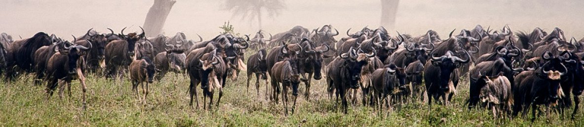 5-Day Wildebeest Migration Calving in Ndutu Dec to April