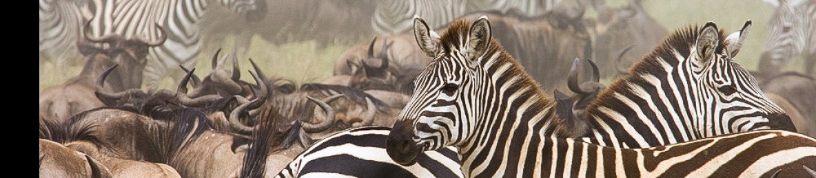 3-Day Winter Great Migration Serengeti & Ngorongoro Trip