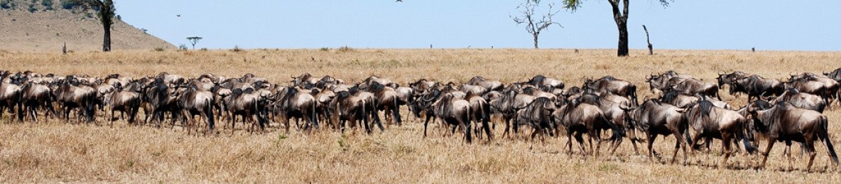 7-Day Western Serengeti Wildebeests Migration May-July