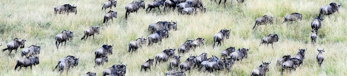 7-Day Private Camping Tour to Wildebeests Migration