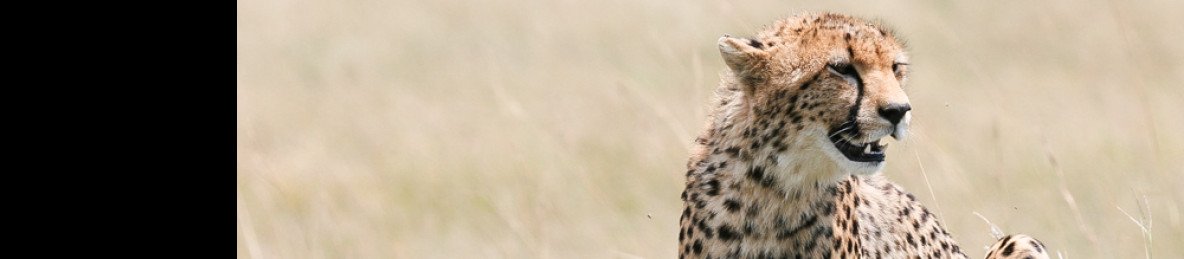 4-Day Classic Tarangire, Serengeti, Ngorongoro Tour