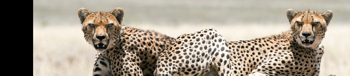 6-Day Great Migration Ndutu December -Apr