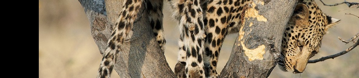 6-Day Northern Circuit Migration Safari (July to Sept)
