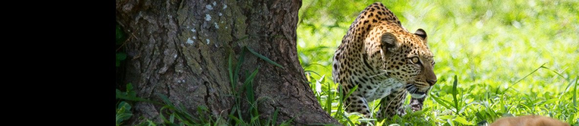 8-Day Ultimate Luxury Safari in Tanzania (Fly-in)